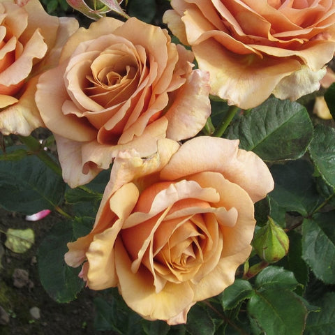 Mocha-Rosa roses cluster with peach and pink blooms, visible layered petals on green leaves