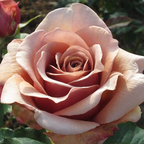 Mocha-Rosa rose front view with blush-pink petals and a warm brown center, green foliage