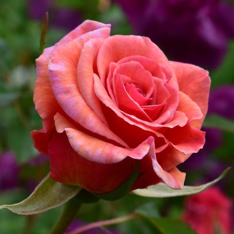 Mrs Sam Mcgredy bare-root rose, coral-pink layered petals bloom