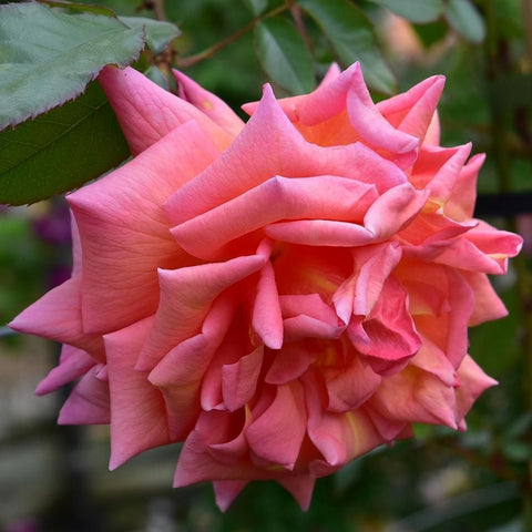 Coral pink rose bloom with layered, ruffled petals on green leaves