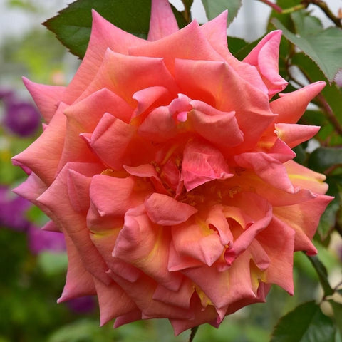 Blush coral rose bloom with ruffled layers and warm yellow-orange center