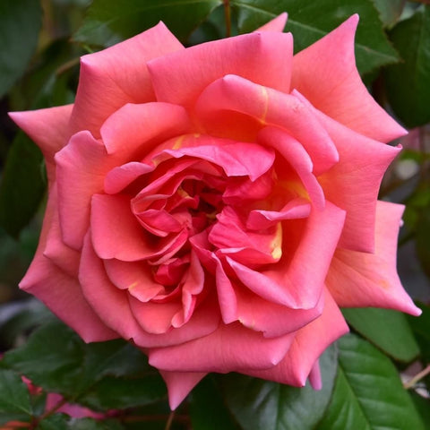 Pink rose flower with tightly layered petals and subtle gradient