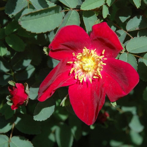 Bare-root shrub rose plant with bright red-pink five-petal blooms and yellow centers