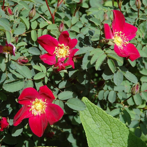 Bare-root shrub rose plant with multiple red-pink blooms and green compound leaves