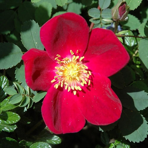 Bare-root shrub rose plant close-up of large red-pink flower with yellow stamen center