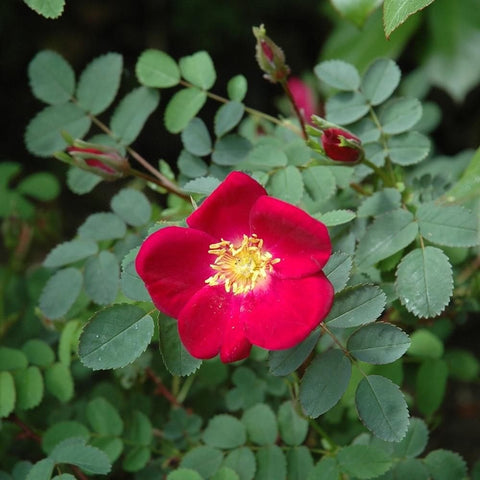 Bare-root shrub rose plant with one red-pink bloom and surrounding green leaves