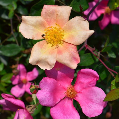 Mutabilis rose bloom with pale pink petals and yellow center, on green leaves