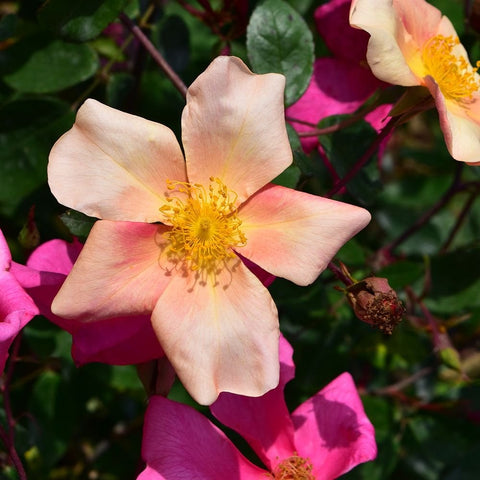 Rose blossoms on stems with pale pink petals and yellow centers, among green foliage