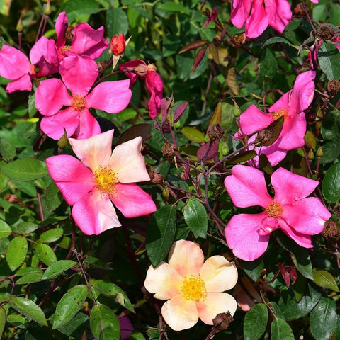 Rose shrub with pink and cream flowers and green leaves, with twiggy branches