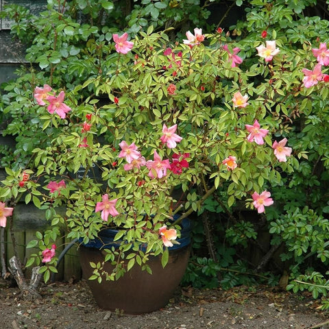 Potted rose shrub with pink and light-orange flowers and dense green leaves