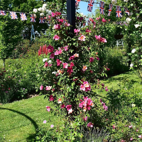 Garden rose shrub with pink blooms and green foliage in a sunny backyard