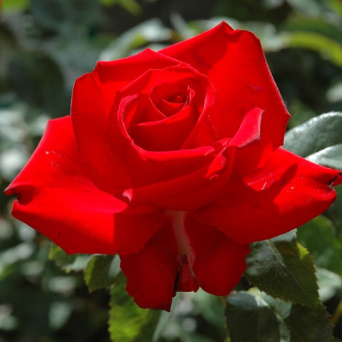 Red rose bloom with visible inner petals and surrounding leaves