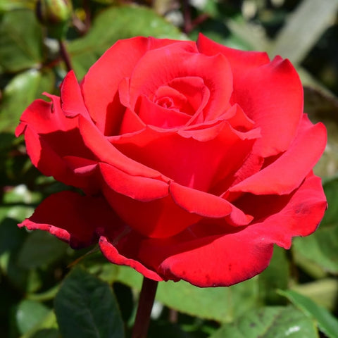 Red rose bloom with wide, ruffled petals and green foliage