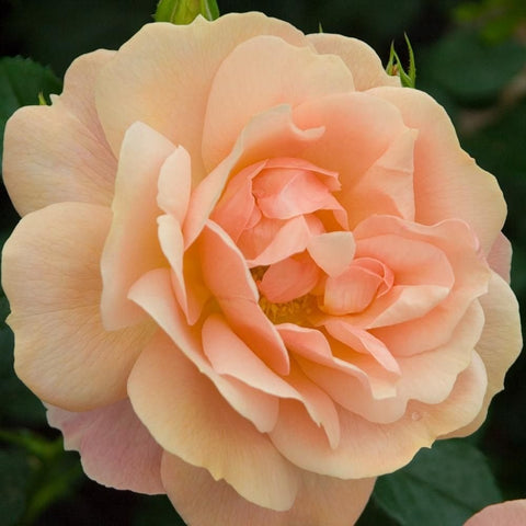 Peach double rose flower with layered petals, close-up view on green leaves