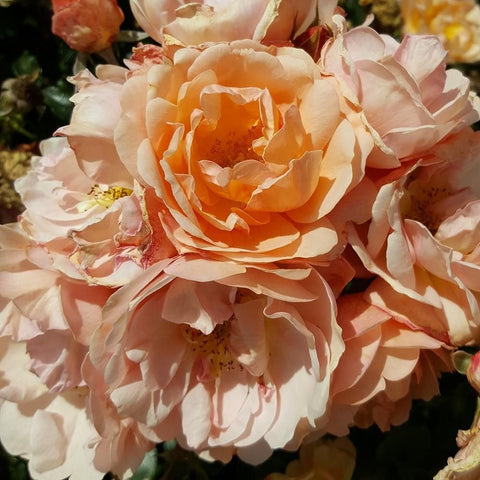 Cream and peach layered rose bloom with visible yellow stamens and buds nearby