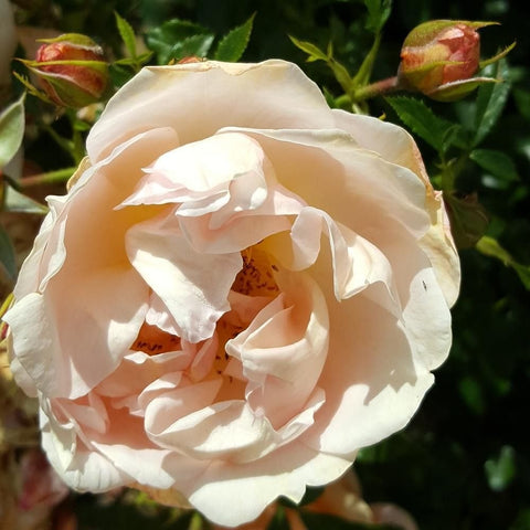 White to cream single rose flowerbud, layered petals open on leafy stems