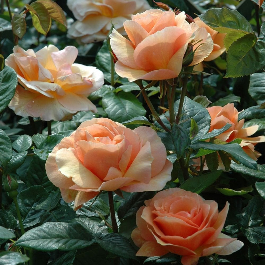 Norwich Castle – Peter Beales Roses