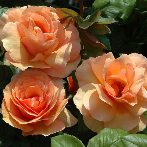Peach and cream rose blossoms with ruffled petals and dark green leaves.