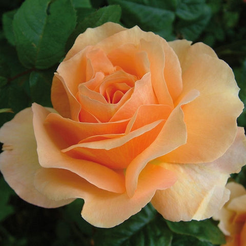 Single pale peach rose bloom with ruffled petals and green leaves.