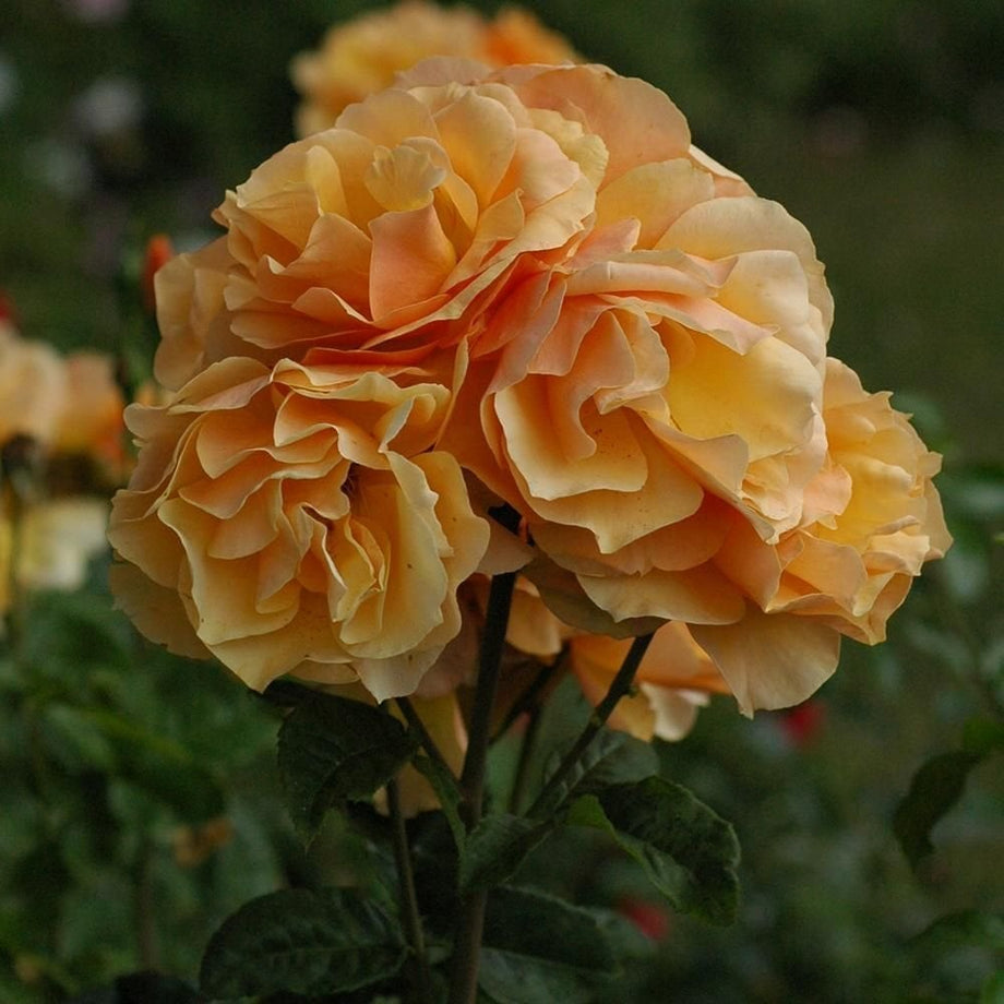 Norwich Castle – Peter Beales Roses