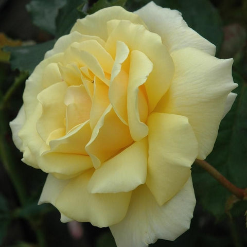Light yellow rose bloom with layered petals, soft orange center, green foliage