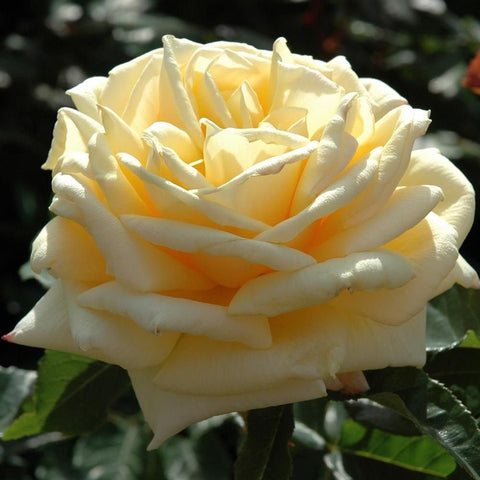 Creamy white rose bloom with pale yellow accents and ruffled petals, green leaves