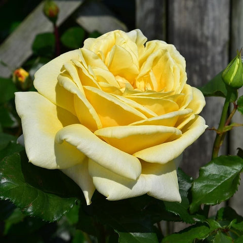 Yellow rose bloom on green stems with unopened bud and glossy leaves
