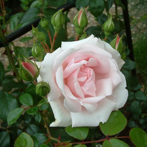 White rose bloom with pale pink center and surrounding leaf buds