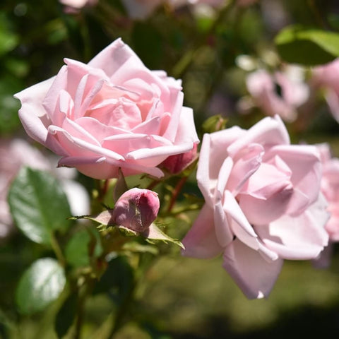 Pink rose flowers on stems with green leaves and small bud