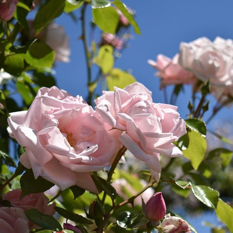 Pink rose blossoms cluster with green leaves and buds
