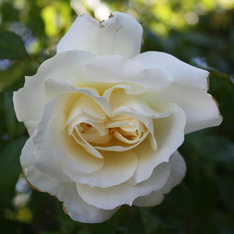 Light cream double rose flower with curled petals and golden stamens in center