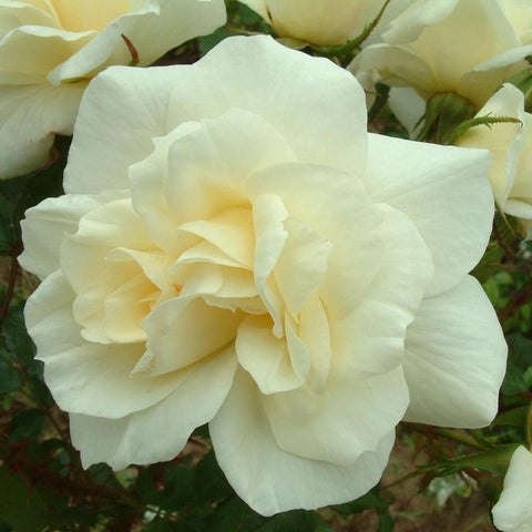 Pale yellow double rose flower with thick, ruffled layered petals