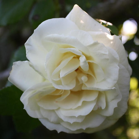 White double rose bloom with soft yellow center and overlapping petals