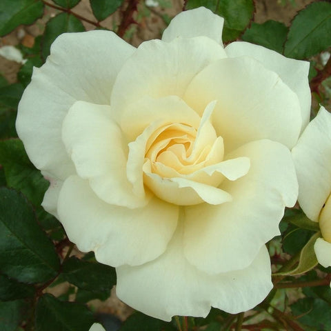 Light cream rose bloom with curled center petals surrounded by green leaves