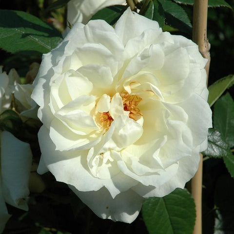 White double rose bloom with golden-yellow center and layered petals