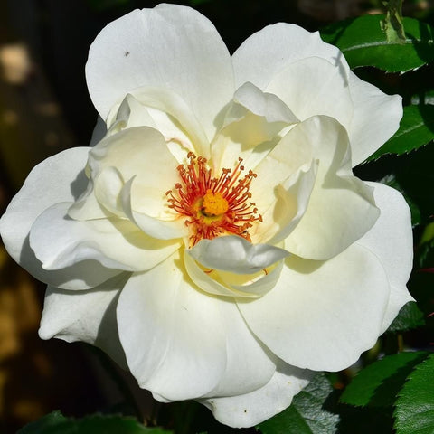 Creamy white rose bloom with yellow petals and bright red-orange stamens