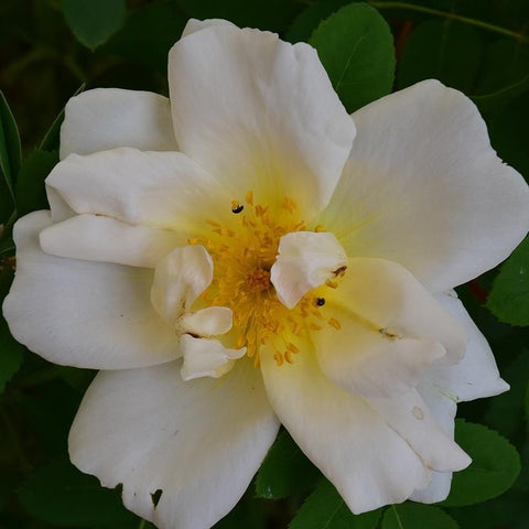 White rose flower with bright yellow center and crinkled petals