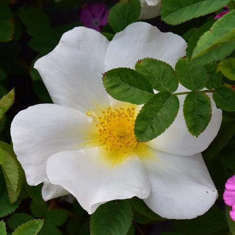White rose bloom with yellow center surrounded by green leaves