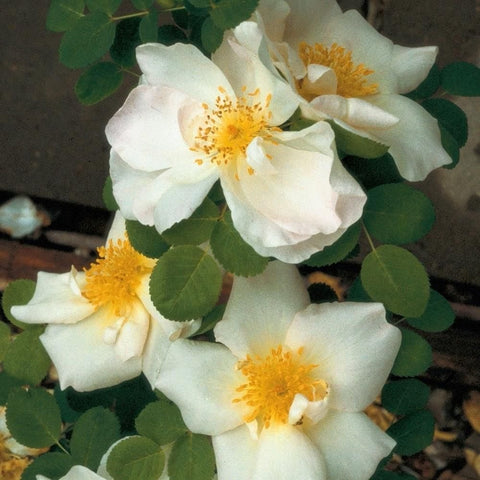 White rose blossoms with golden-yellow centers on green leaves