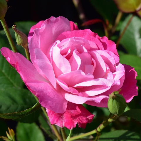 Pink rose blossom with layered petals on green stems and leaves