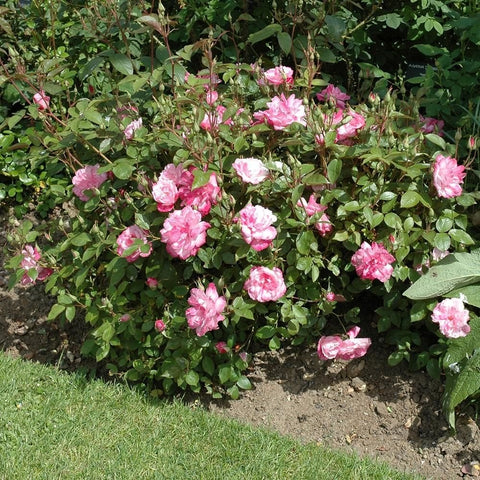Pink rose bush with multiple blossoms and green leaves in a garden