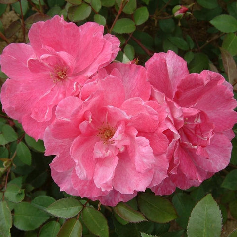 Cluster of pink rose flowers with layered petals and yellow centers