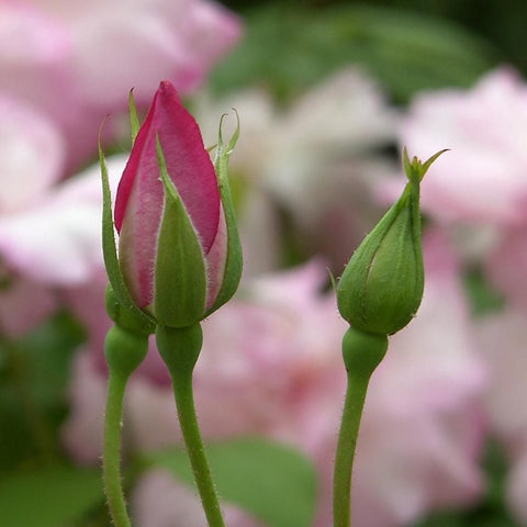 Pink rose buds on green stems with surrounding unopened flower heads