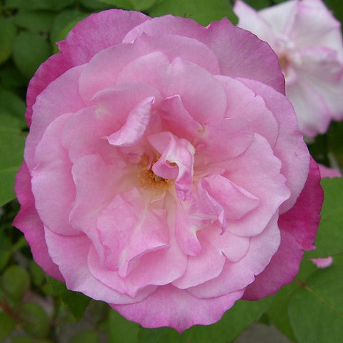Soft pink rose bloom with curled petals and pale center