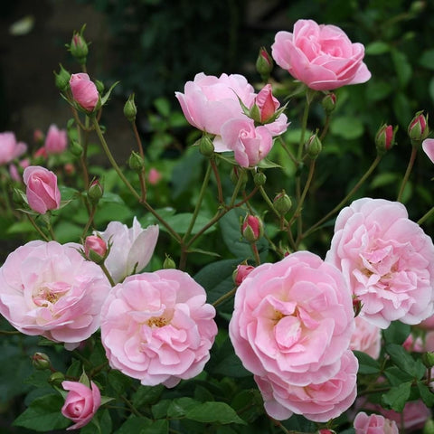Pink rose flowers on green stems with buds and leaves