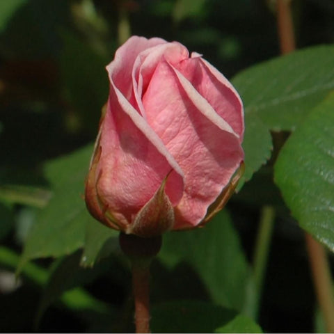 Pink rose bud with green stem and surrounding leaves