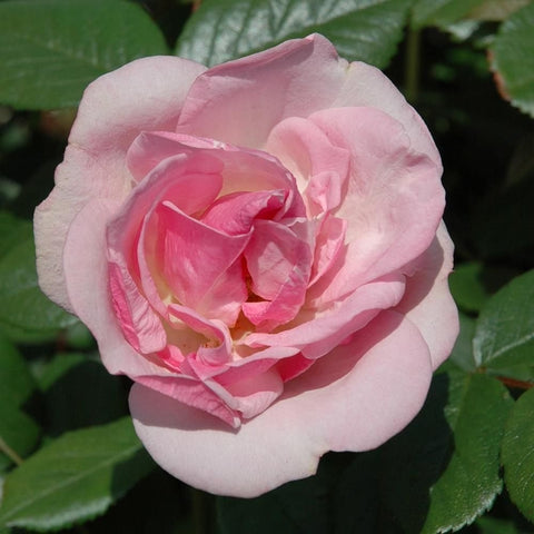 Large pale pink rose bloom with layered petals and glossy green leaves