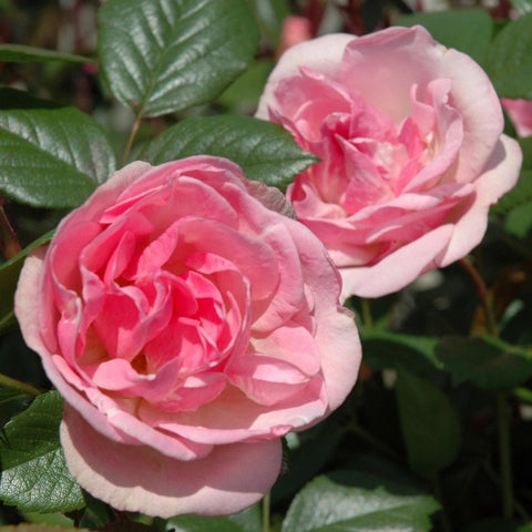 Two pink rose blooms with ruffled petals and dark green leaves