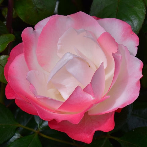 Pink-and-cream rose bloom with wavy petals and green leaves on the stem
