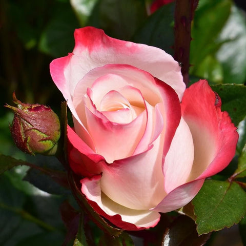 Red and cream rose flower with a bud and green leaves on the branch